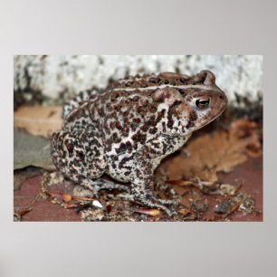 Vänster eller Frog Poster