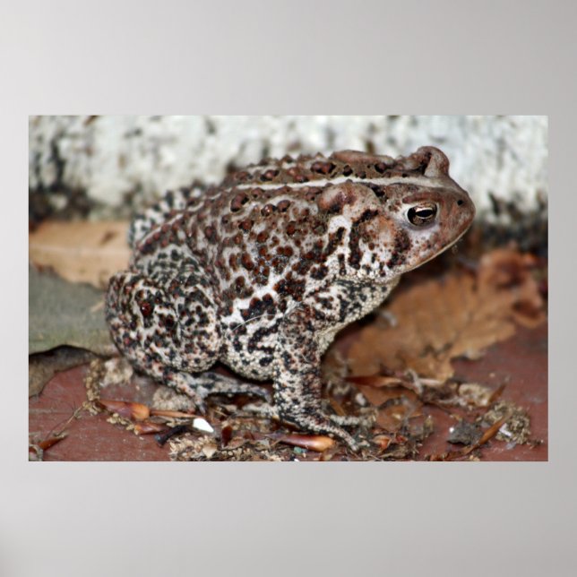 Vänster eller Frog Poster (Framsidan)