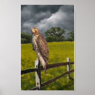 Vänta stormen - röd svanhök poster