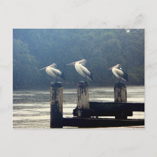 vänta vykort (Framsida)