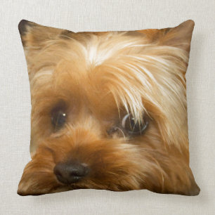 Väntan för terrier för yorkie för hund för kudde