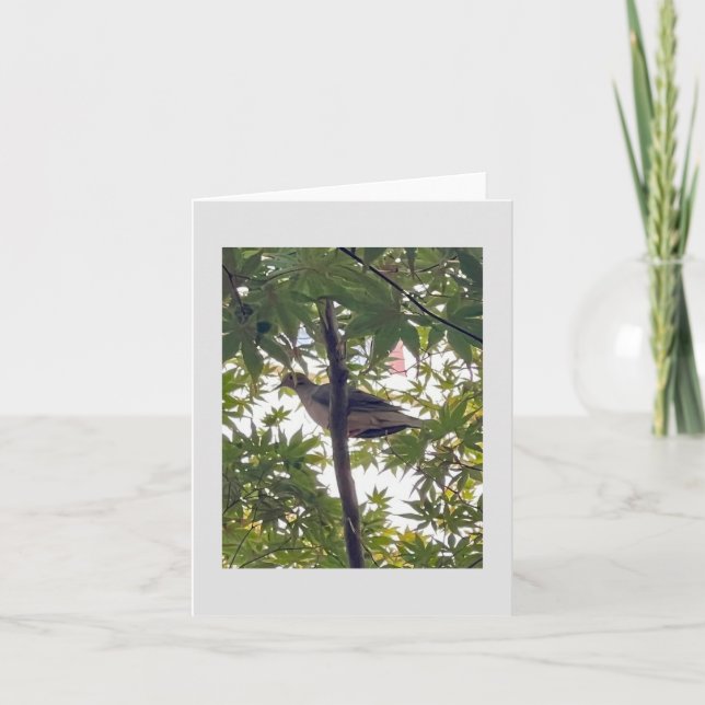 Väntande duva kort (Framsida)