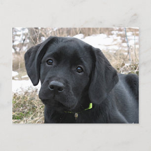 Väntande Vår - Black Labrador Puppy - Svart lab Vykort