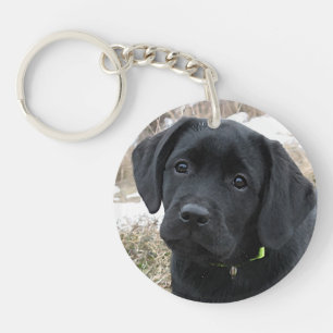Väntande Vår - Labrador Puppy - Svart lab