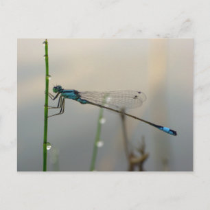 Väntar, Blue Damselfly-makro Vykort