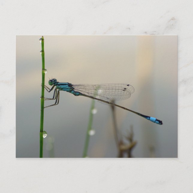 Väntar, Blue Damselfly-makro Vykort (Framsida)
