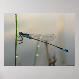 Väntar, Blue Damselfly stängs upp Poster