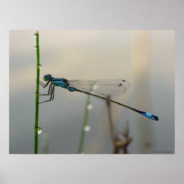 Väntar, Blue Damselfly stängs upp Poster (Framsidan)