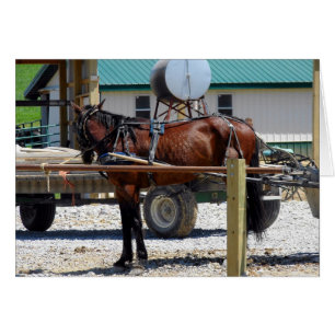 Väntar på Amish Horse Hälsningskort
