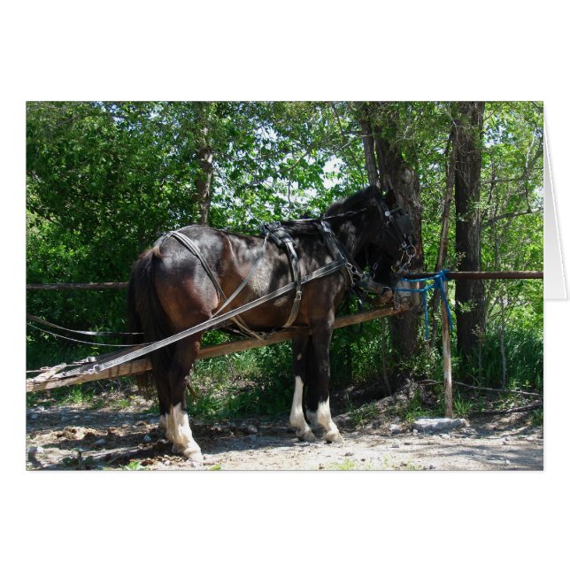 Väntar på häst hälsningskort (Framsidan Horizontal)