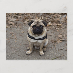 Väntar på Pug Vykort