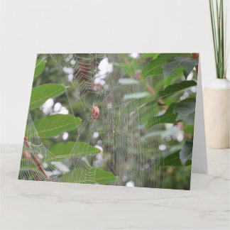 Väntar på spider kort