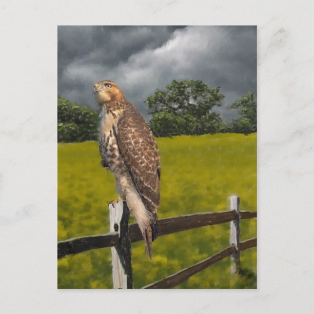 Väntar på stormen - Red svan Hawk Vykort (Framsida)