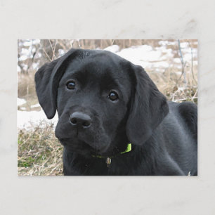 Väntar på våren - Labrador-valp - Svart Lab Vykort