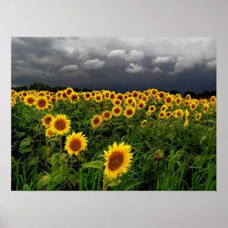 Väntar,solblommor, skriv ut poster