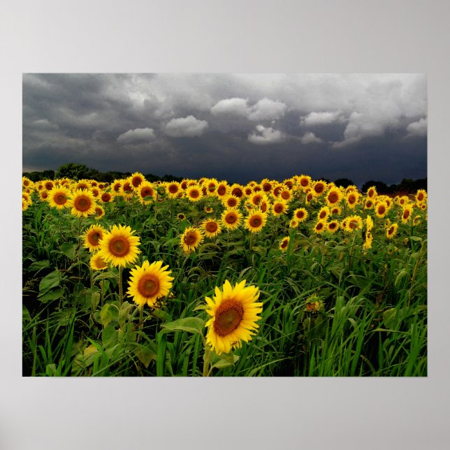 Väntar,solblommor, skriv ut poster (Framsidan)