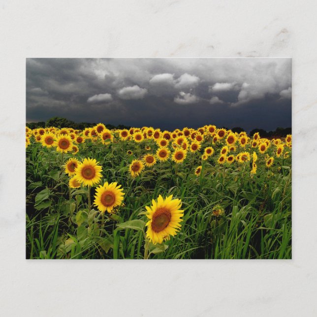 Väntar,vykort Vykort (Framsida)