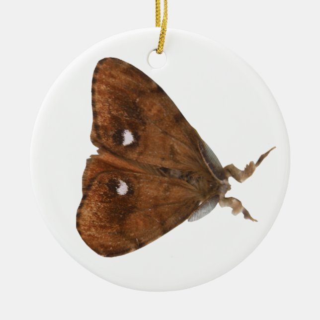 Vapourer Moth Ornament (Framsidan)