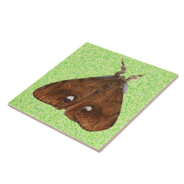 Vapourer Moth Tile Kakelplatta (Sidan)