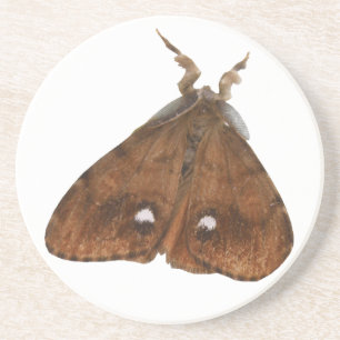 Vapourer Moth Underläggs Underlägg Sandsten