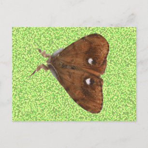 Vapourer Moth vykort
