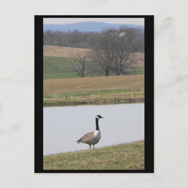 ~ Vår 65 ~ Vykort (Framsida)