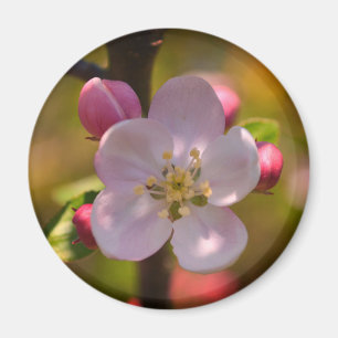 Vår Äppelblomning Magnet