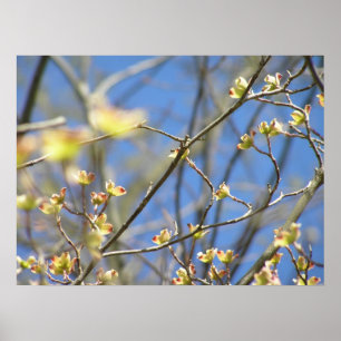 Vår - Äppelblomster Affisch / Tryck