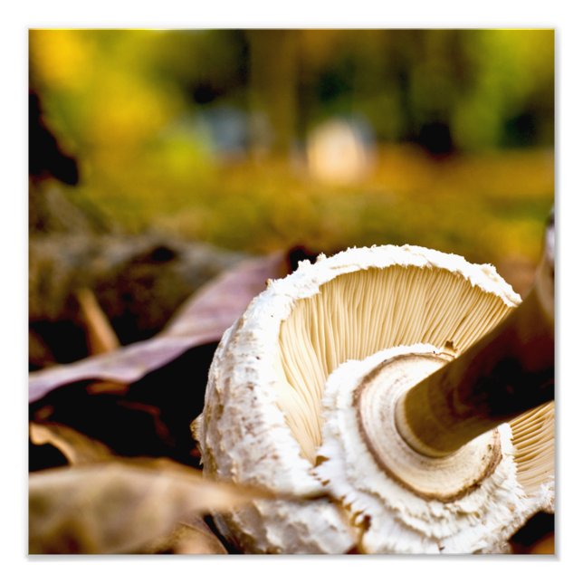 Var är Alice? Mushroom still Life Fototryck (Framsidan)
