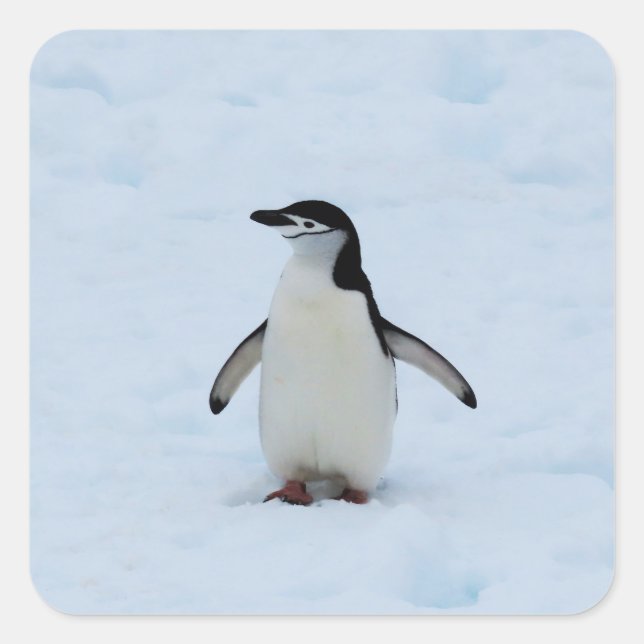 Var är jag? fyrkantigt klistermärke (Framsida)