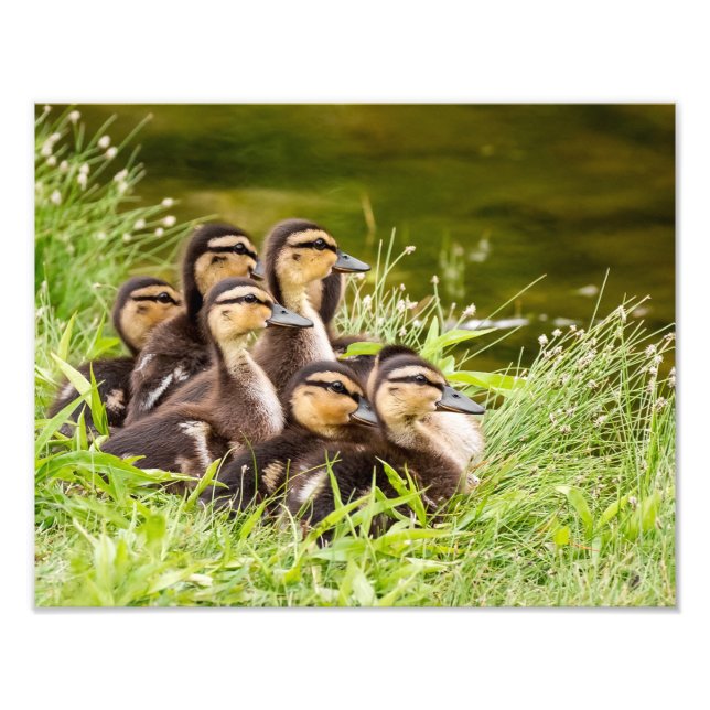 Var är Mamma? Fototryck (Framsidan)