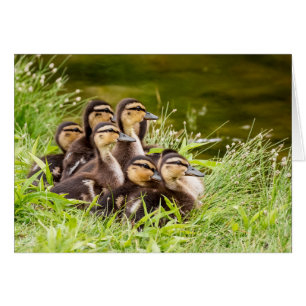 Var är Mamma? Hälsningskort