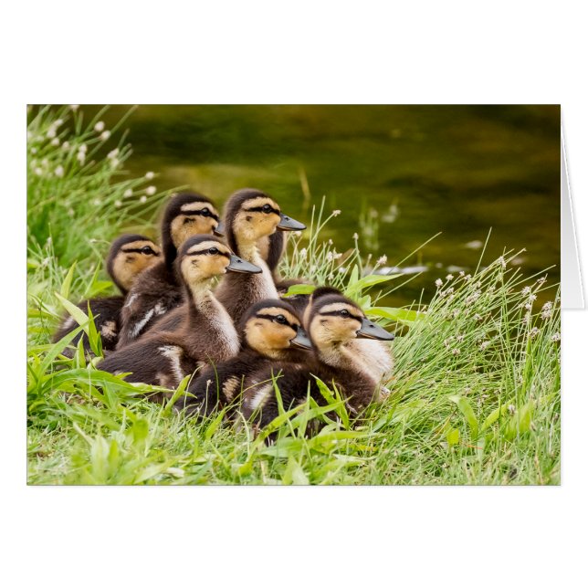 Var är Mamma? Hälsningskort (Framsidan Horizontal)