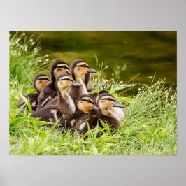 Var är Mamma? Poster