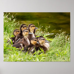 Var är Mamma? Poster