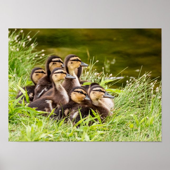 Var är Mamma? Poster (Framsidan)