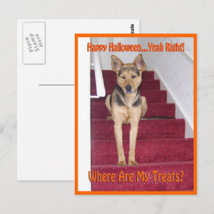 Var Är Mina Godsaker GSD Hund Halloween Vykort