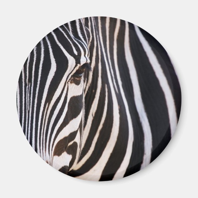Var är Zebra? Magnet (Framsidan)
