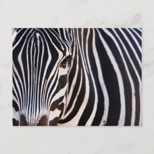 Var är Zebra? Vykort