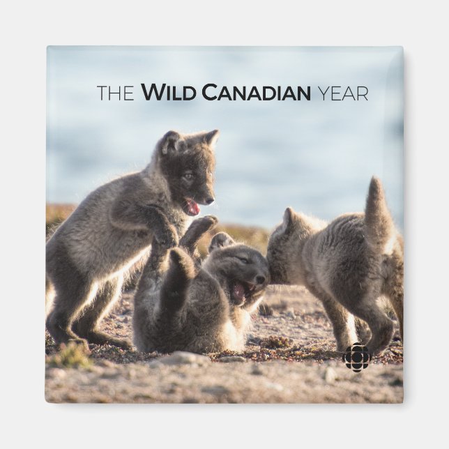 Vår - Arktiska räv Magnet (Framsidan)