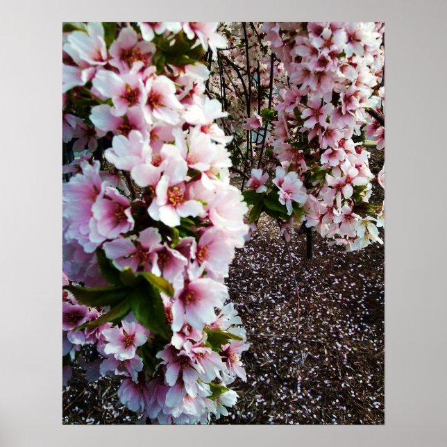 VÅR BEAUTY JAPANESE MAGNOLIA poster (Framsidan)