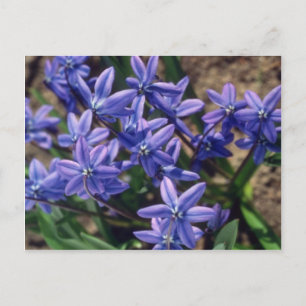 Vår Beauty (Scilla Sibirica), blommor Vykort