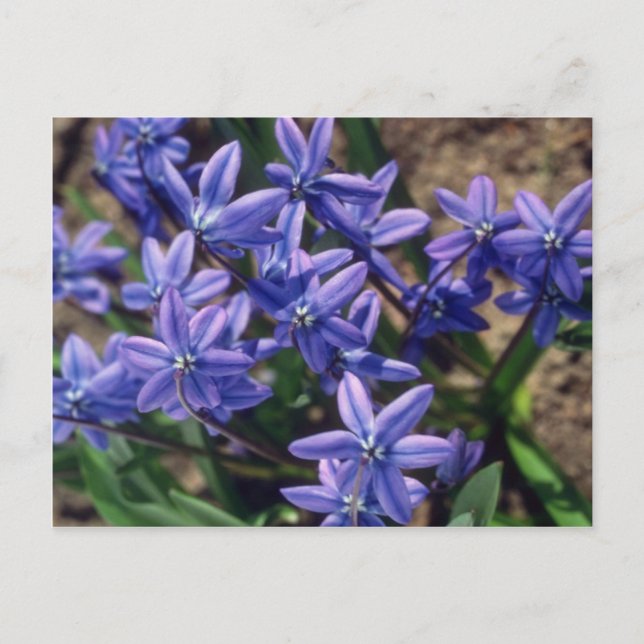 Vår Beauty (Scilla Sibirica), blommor Vykort (Framsida)