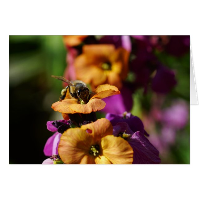 Vår Bee-gins! Hälsningskort (Framsidan Horizontal)