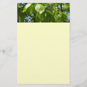 Vår Birch Löv Grönt Träd Brevpapper