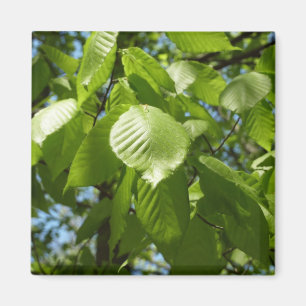Vår Birch Löv Grönt Träd Magnet