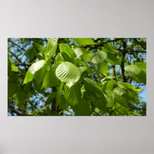 Vår Birch Löv Grönt Träd Poster