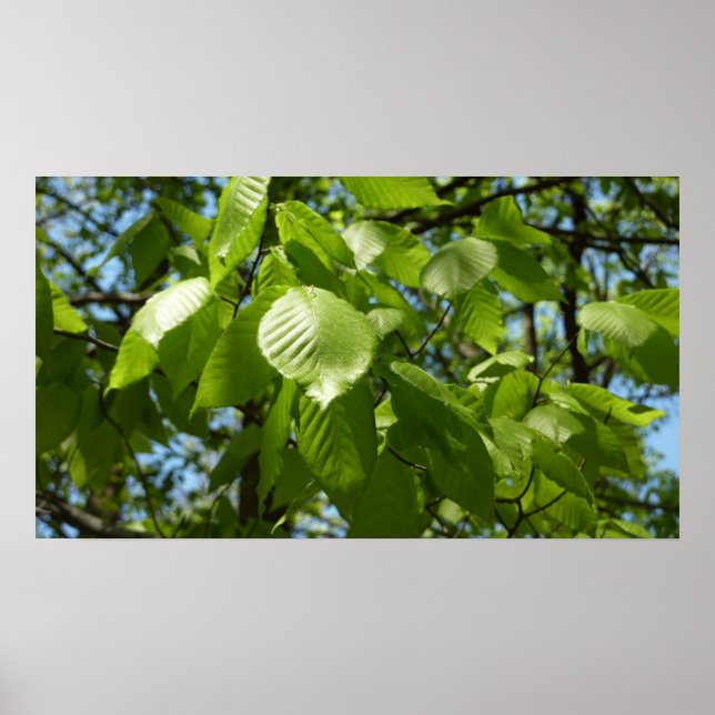Vår Birch Löv Grönt Träd Poster (Framsidan)