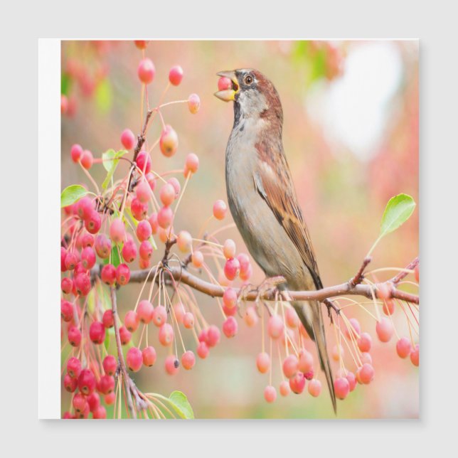 Vår Bird Eating Berries (Framsida)