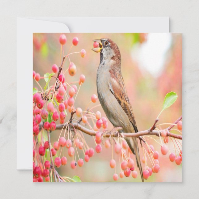 Vår Bird Eating Berries (Framsida)